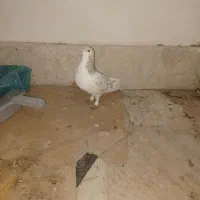 چپ ساده هفت رنگ خال سیاه دار نر