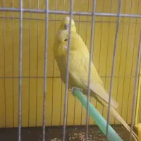 جفت مرغ عشق انگلیسی