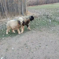 میش افشار و غزل افشار