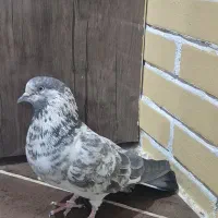 کبوتر|پرنده|سیرجان, |دیوار