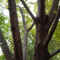 خریدار انواع چوب درخت|خدمات باغبانی و درختکاری|ایلام, |دیوار