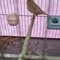 قناری مست ماده کارداده