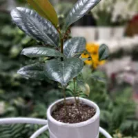 فیکوس بلک عمده و تکی|گل و گیاه طبیعی|رفسنجان, |دیوار