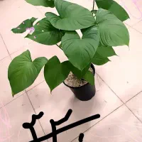 لوبیا|خوردنی و آشامیدنی|مشهد, حیدرآباد|دیوار