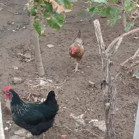 مرغ تخم گذار