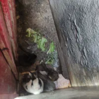 خرگوش|موش و خرگوش|کرمانشاه, |دیوار