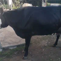 گاو جرسی جوان شیری ۲۰ کیلو شیر بدون گوساله