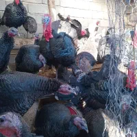 بوقلمون محلی و ارگانیک|حیوانات مزرعه|دهگلان, |دیوار