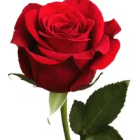 بودجه