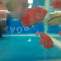 انواع ماهی گیاهخوار و گوشتخوار کت