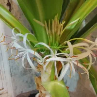 انجام پیکور کار ی وتخریب کامل