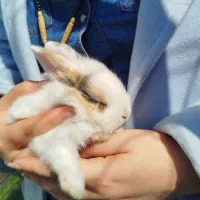 فروش بچه خرگوش