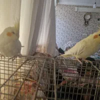عروس هلندی|پرنده|حمیدیا, |دیوار
