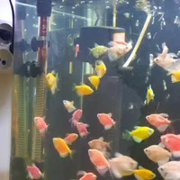 آکواریوم شیشه خم شرکتی|ماهی|رباطکریم, رباطکریم|دیوار