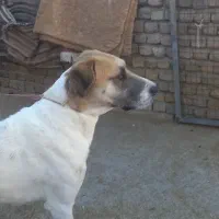 حیوانات مزرعه|حیوانات مزرعه|آبکوه, |دیوار