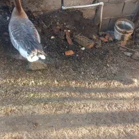 غازمحلی ماده وتخم غاز