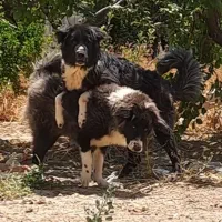 واگذاری سگ قدرجونی|سگ|مبارکه, |دیوار