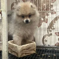 سگ پامرین عروسکی خرسی|سگ|ری, شهید غیوری (ابن باویه)|دیوار