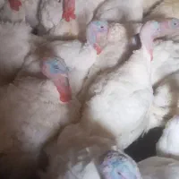 بوقلمون کاملا ارگانیک