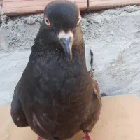 کبوتر ماده فروشی زرند