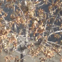 هرس کاردرختان