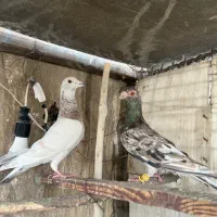 کبوتر کفتر شهرستانی پلاکی مسافتی آلمانی رنگی سرور