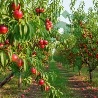 جشنواره پاییزی فروش نـهــال تا 40٪ تخفیف ویژه|خدمات باغبانی و درختکاری|اردبیل, |دیوار