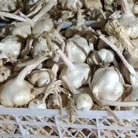 سیر تازه همدان