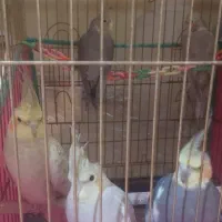 عروس هلندی|پرنده|قم, نیروگاه|دیوار
