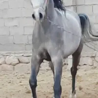 کره اسب کورسی