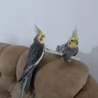 سلام عروس هلندی هردونر