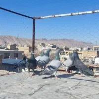 گنجه روف نرو ماده|پرنده|مرودشت, ابوذر شمالی‎|دیوار