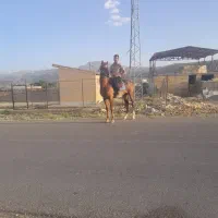 اسب
