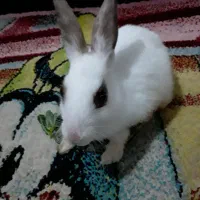 خرگوش