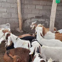 گوسفند کره نر و ماده