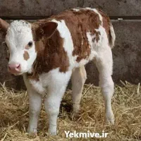 گاوداری-برای-اجاره