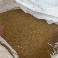 بذر یونجه رنجر آمریکایی در داراب با کیفیت|عمده‌فروشی|داراب, |دیوار