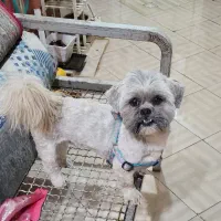 فروش سگ نر نژاد شیتزو|سگ|کرمان, |دیوار