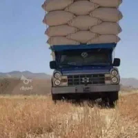 کاه نخود و گرگرو