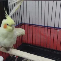 فوری فوری        عروس نر و ماده|پرنده|قم, کاسه گران|دیوار