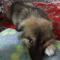 یک عدد سگ پامر خرسی پشمالو درجه ۱ فروش فوری