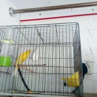 قناری نر|پرنده|اهواز, پردیس|دیوار