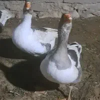 غاز محلی