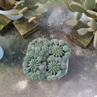 گل کاکتوس|گل و گیاه طبیعی|ماسال, |دیوار