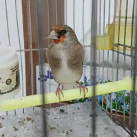 سهره کرمانی نر|پرنده|بجنورد, |دیوار