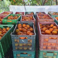 پرتقال تامسون و خونی (دوتن و نیم)