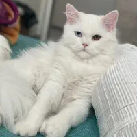 فروش گربه پرشین نر