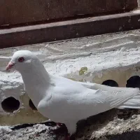 کفتر کبوتر سفید