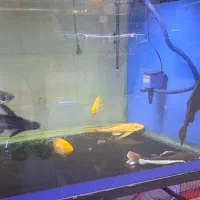 اکواریوم بزرگ و مانستر AQUA SEYF|ماهی|زنجان, |دیوار