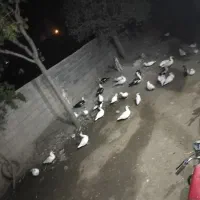 اردک  گوشتی